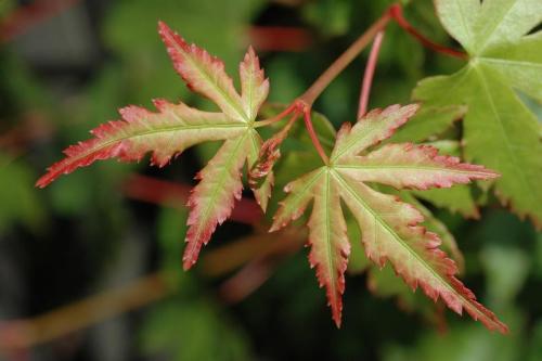 palmatum_de_semis