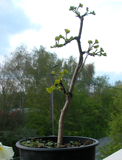 DSCN1821.jpg