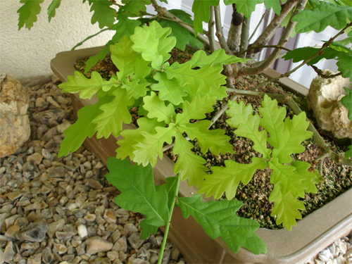 2006.5.04_25_copie.jpg