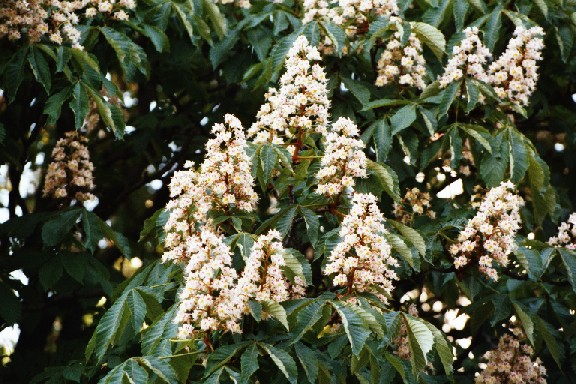 Aesculus_hippocastanum_KF-2