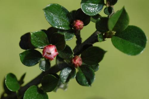cotoneaster_horizontalis
