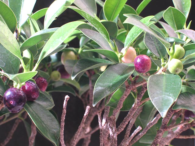 figues.jpg