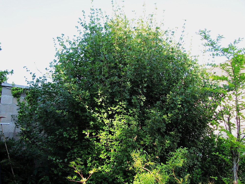 acerm._200527a.jpg