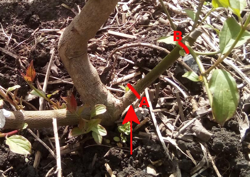 CornusMasNoeuds1.jpg