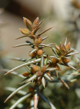 junip_communis