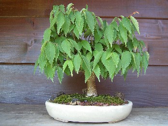 Zelkova_serrata