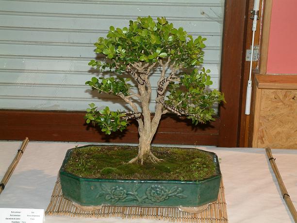 2abcbuxus16aw.jpg