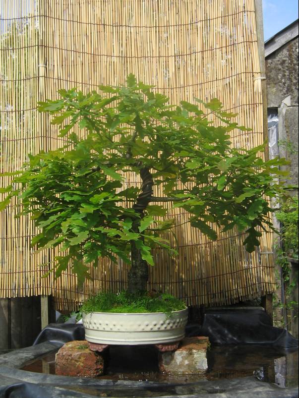 Ch_ne_mai2006.jpg