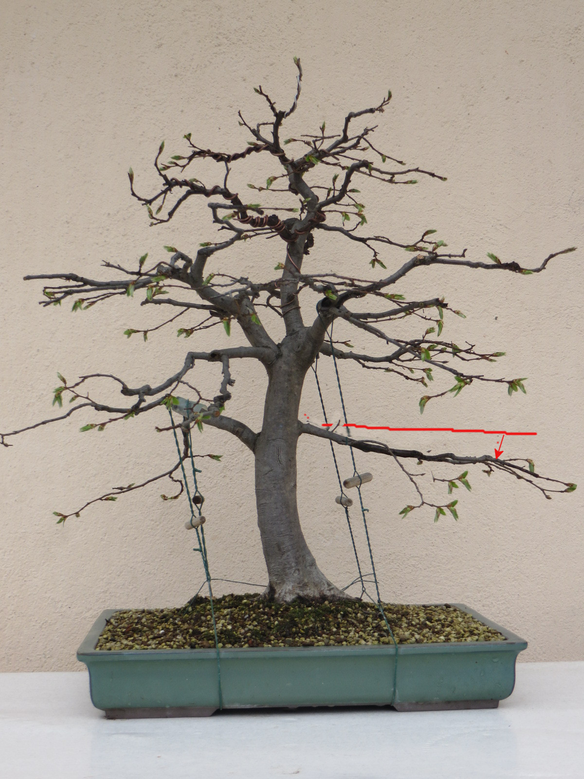 Branche1.jpg