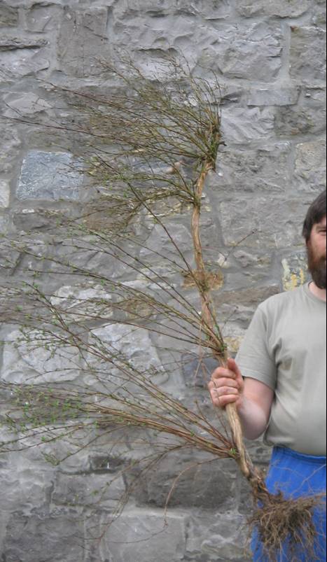 potentille_Yamadori.jpg