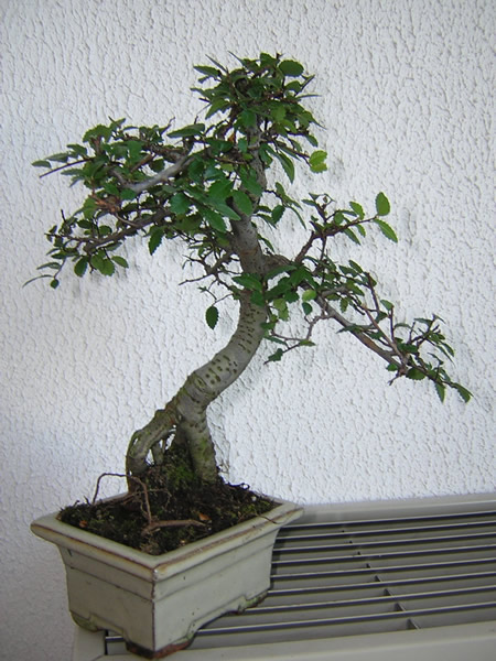 DSCN7662.jpg