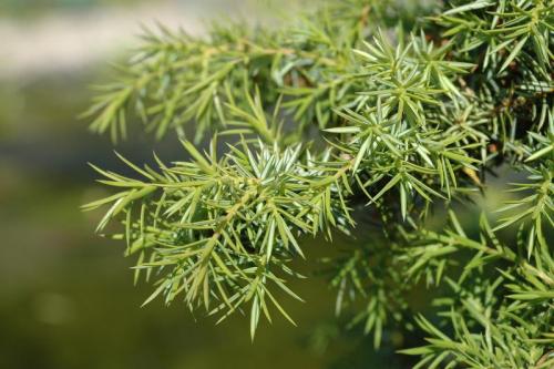 juniperus_communis