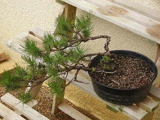 bonsai_017.jpg
