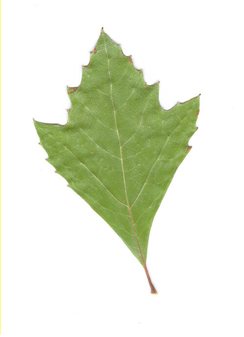 feuille_marius.jpg