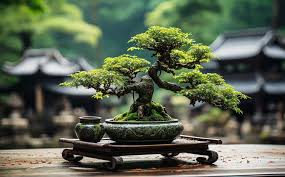 bonsai
