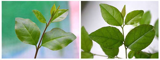 Ligustrum_sageretia