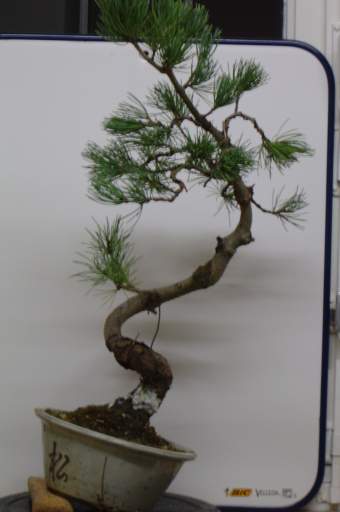 Pinus_Penta_005.jpg