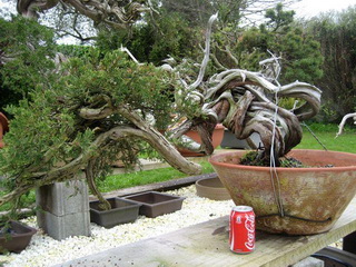 taxus