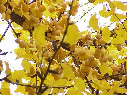 Gingko_biloba3-2
