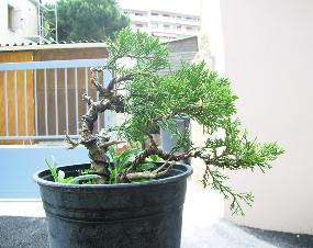 Juniperus
