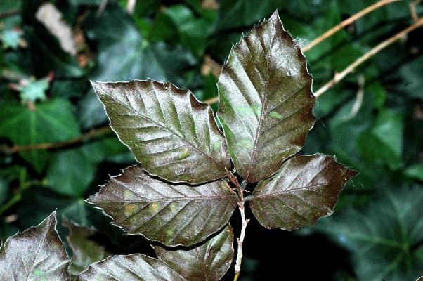 fagus_sylvatica