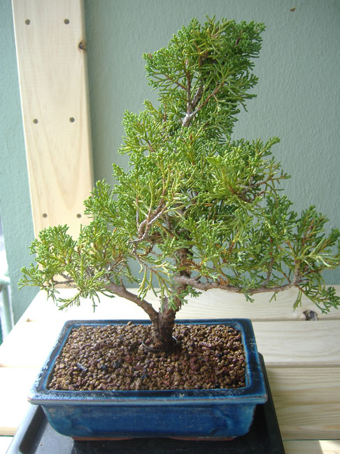 juniperus1.jpg