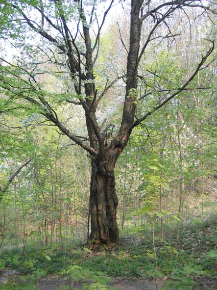 groscerisier.jpg