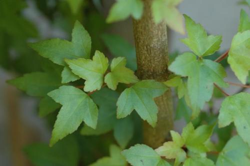 acer_buerger