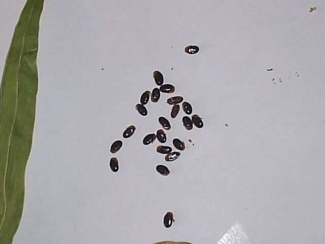 grain_11.jpg