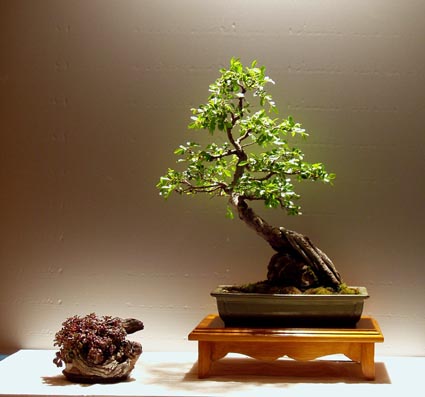 presentation_ulmus.jpg