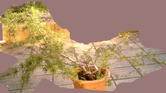 Cedrus_deodara.jpg