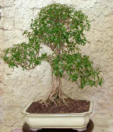 Serissa