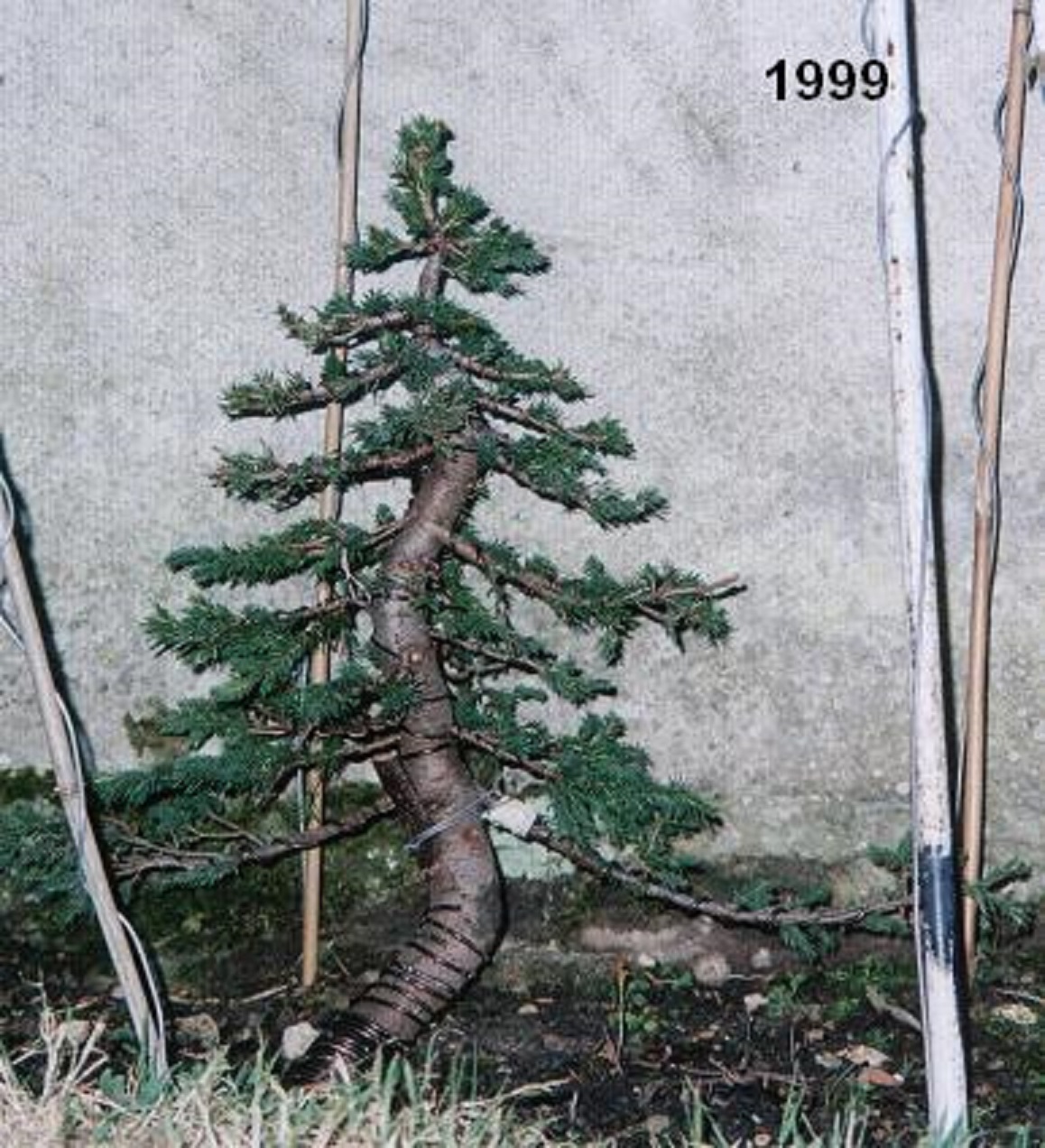 ___épicéa moyogi 1999.jpg
