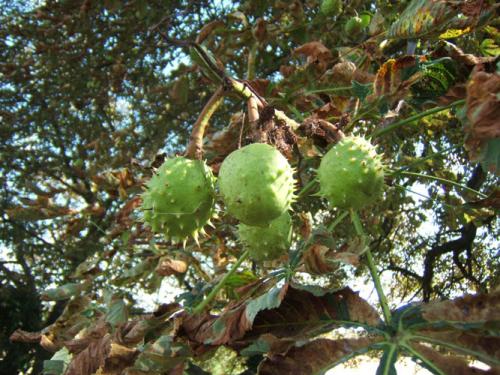 Aesculus_Hippocastanum_fruits