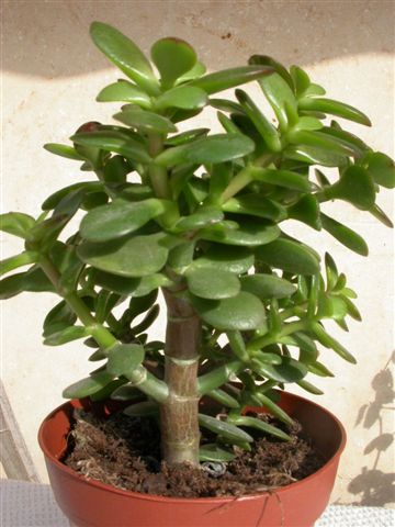 crassula