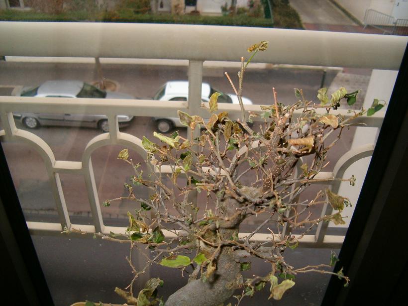 feuilles.jpg