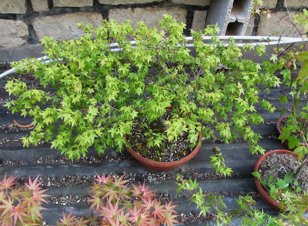 acerp-mapi01_210519a.jpg
