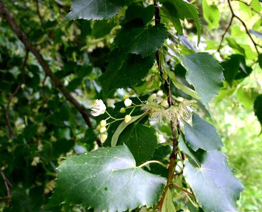 Tilia-cordataflowers