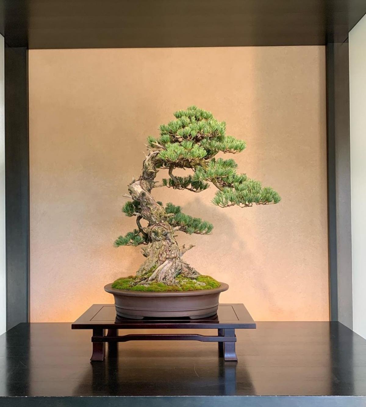 pinus pentaphylla daiki Abe.jpg