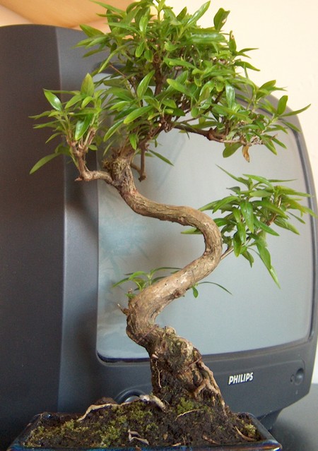 serissa_foetida_007.jpg