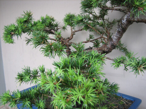 Feuillage_cedrus_GAZOUILLE