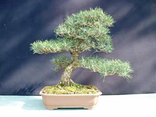 thunbergii_YAMADORI74