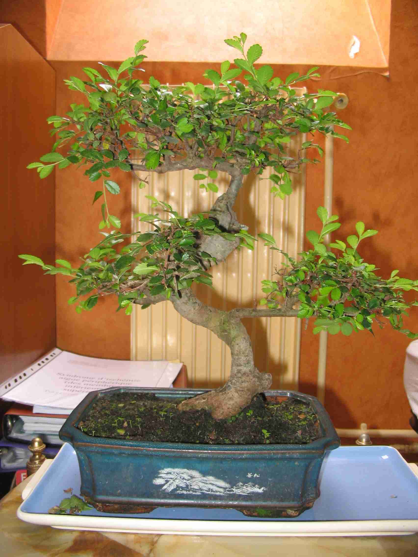 Photo_bonsai1_compress20.jpg