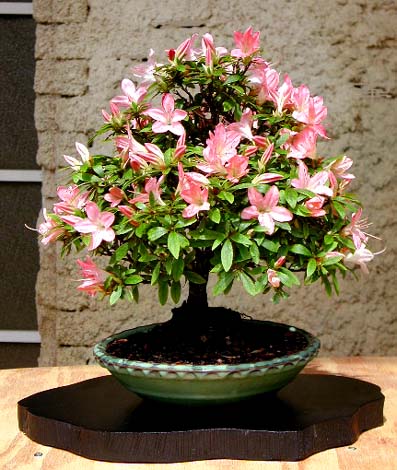 Azalea-bonsai