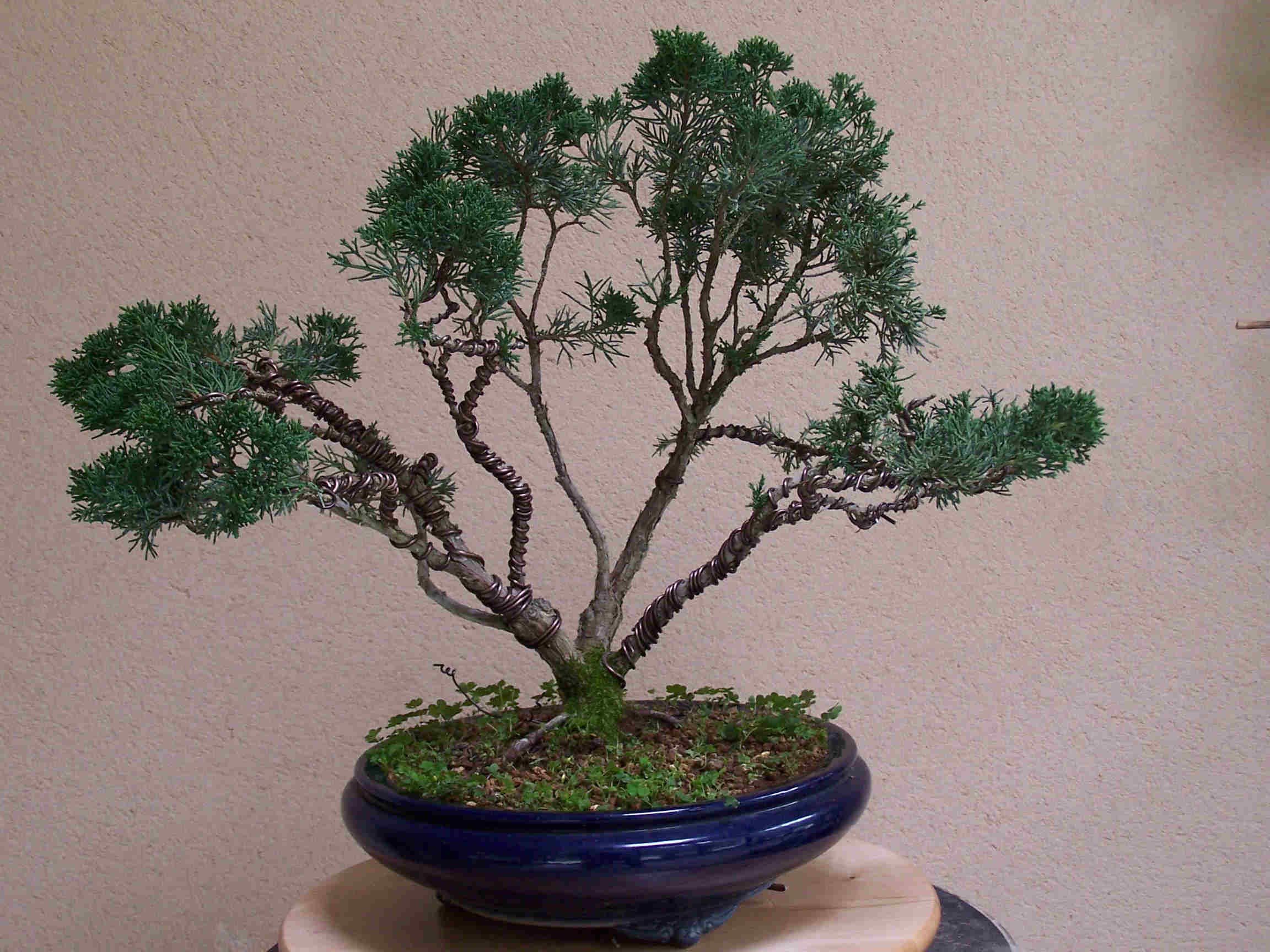 Juniperus_oct_2006_008.jpg
