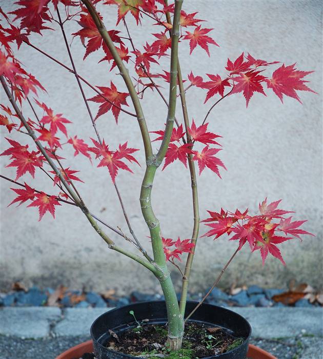20051029_Acer_02___02.jpg