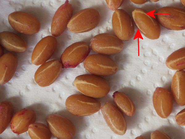 cornouilles2.jpg