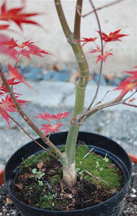 20051029_Acer_02___03.jpg