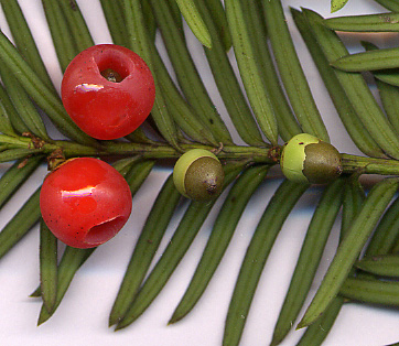 TXbaccata-2