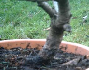 Cedrus_deodara_profil.jpg